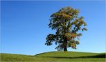 Die herbstliche Einsamkeit des Mächtigen von Peter Arnheiter