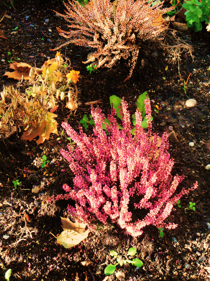 die herbstliche Erde mit ihren Pflanzen