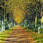 Die herbstliche Herrenhäuser Allee in Hannover