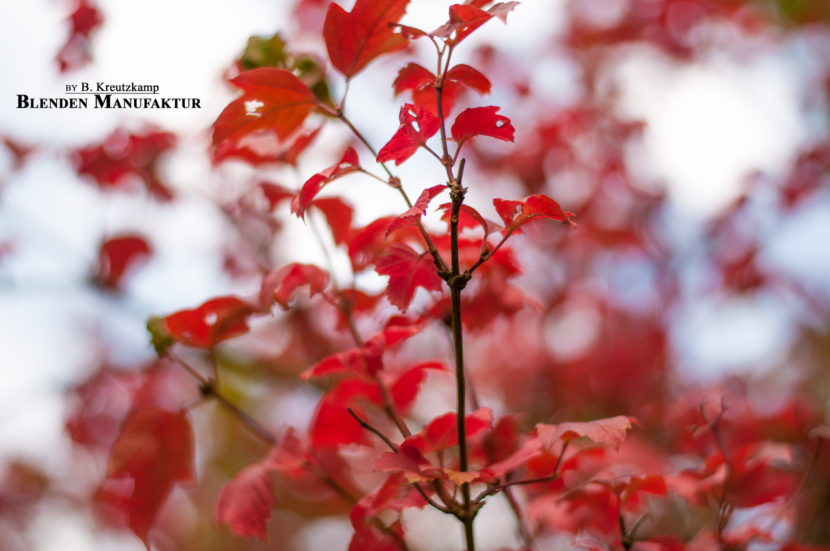 Die Herbstlichen Fronten