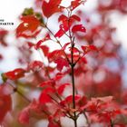 Die Herbstlichen Fronten