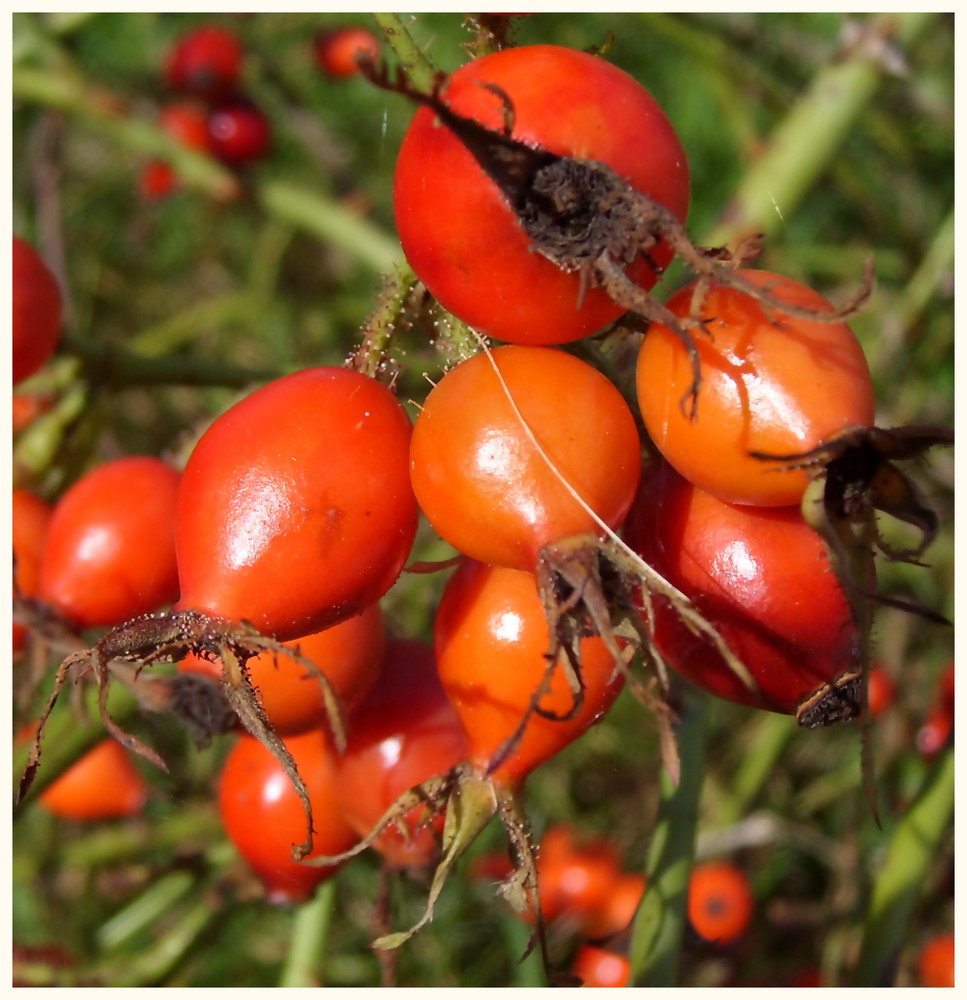 Die herbstlichen Hagebutten.