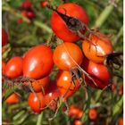 Die herbstlichen Hagebutten.