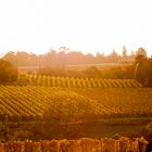 die herbstlichen Weinberge im Gegenlicht