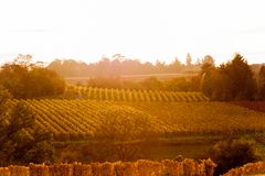 die herbstlichen Weinberge im Gegenlicht