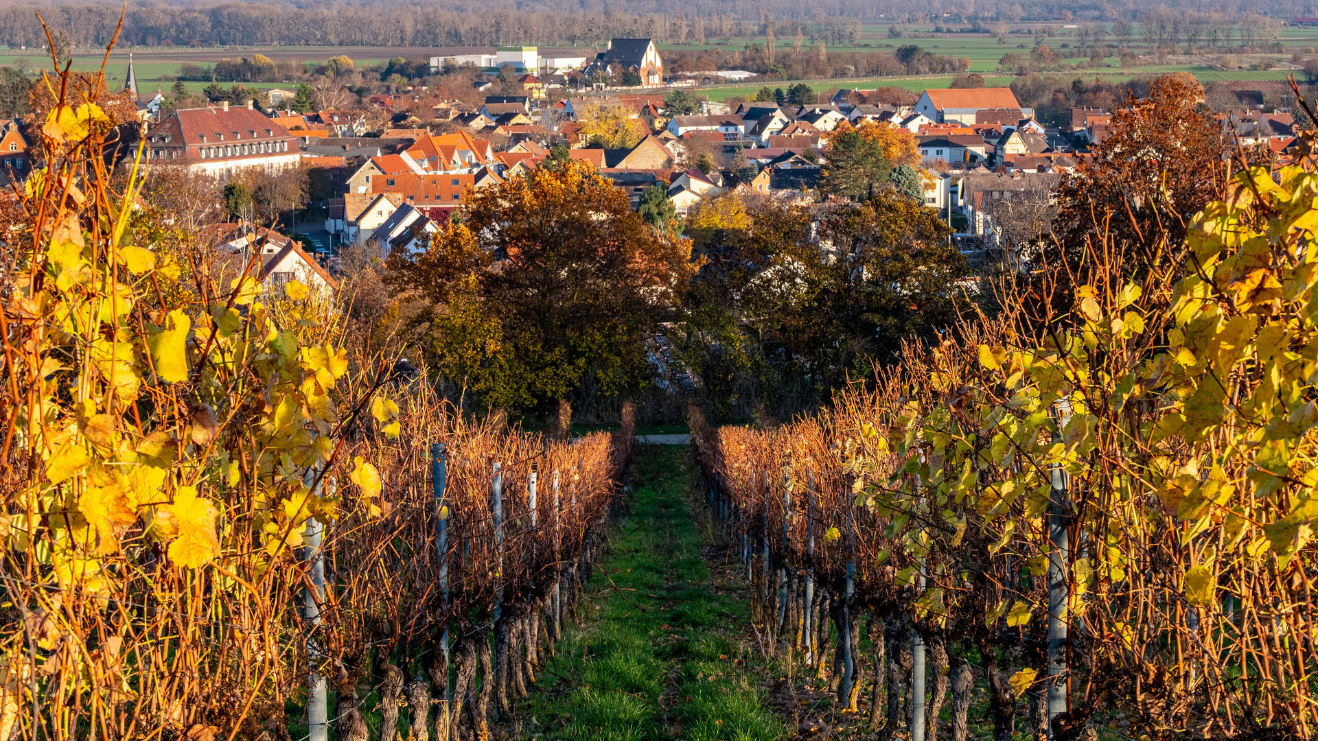 Die herbstlichen Weinblätter werden weniger