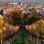 Die herbstlichen Weinblätter werden weniger