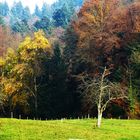 die Herbstmaler waren noch vor Kurzem unterwegs in Sulzburg