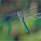 Die Herbstmosaiikjungfer (Aeshna mixta) . . .