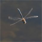 Die Herbstmosaikjungfer (Aeshna mixta) im Flug (1) zu . . .