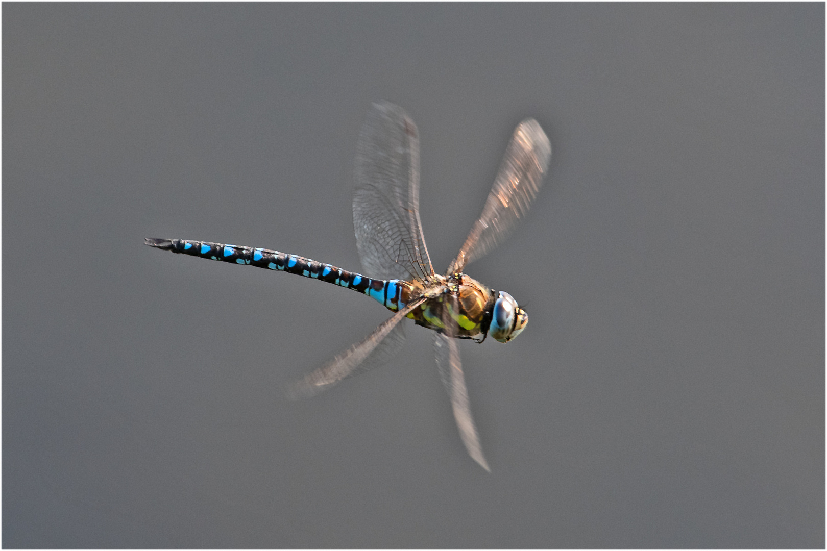 Die Herbstmosaikjungfer (Aeshna mixta) im Flug (2) zu . . .