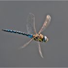 Die Herbstmosaikjungfer (Aeshna mixta) im Flug (2) zu . . .