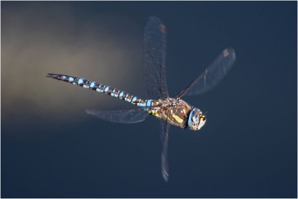 Die Herbstmosaikjungfer (Aeshna mixta) im Flug . . .