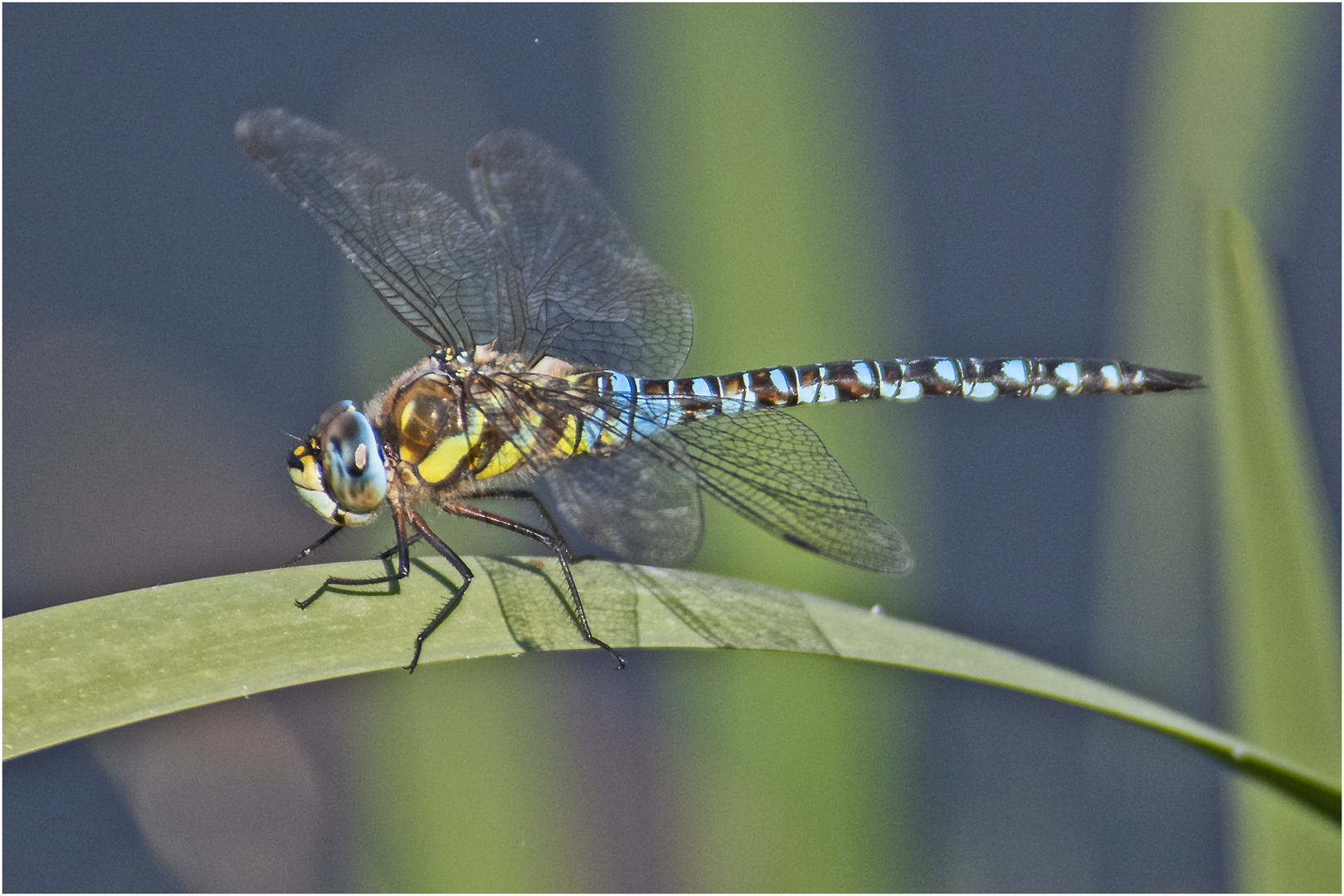 Die Herbstmosaikjungfer (Aeshna mixta) ist . . . 