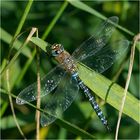 Die Herbstmosaikjungfern (Aeshna mixta) . . .