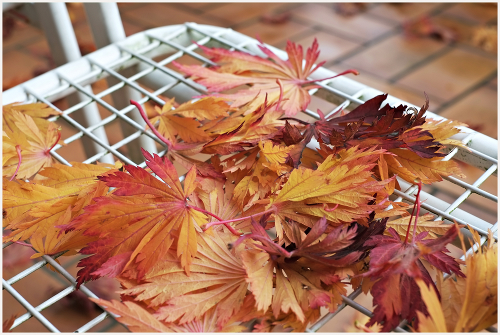 Die Herbstpracht ist weg