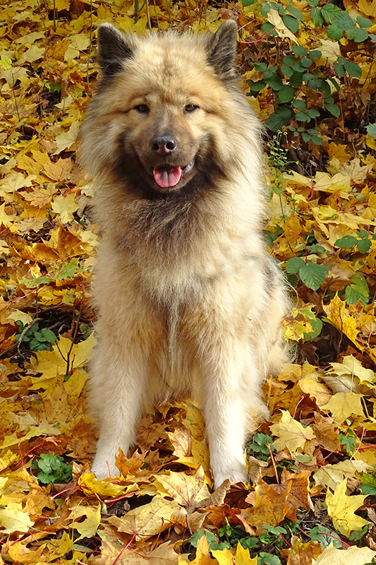 die Herbstsonne