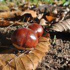 Die Herbstsonne geniesen 2