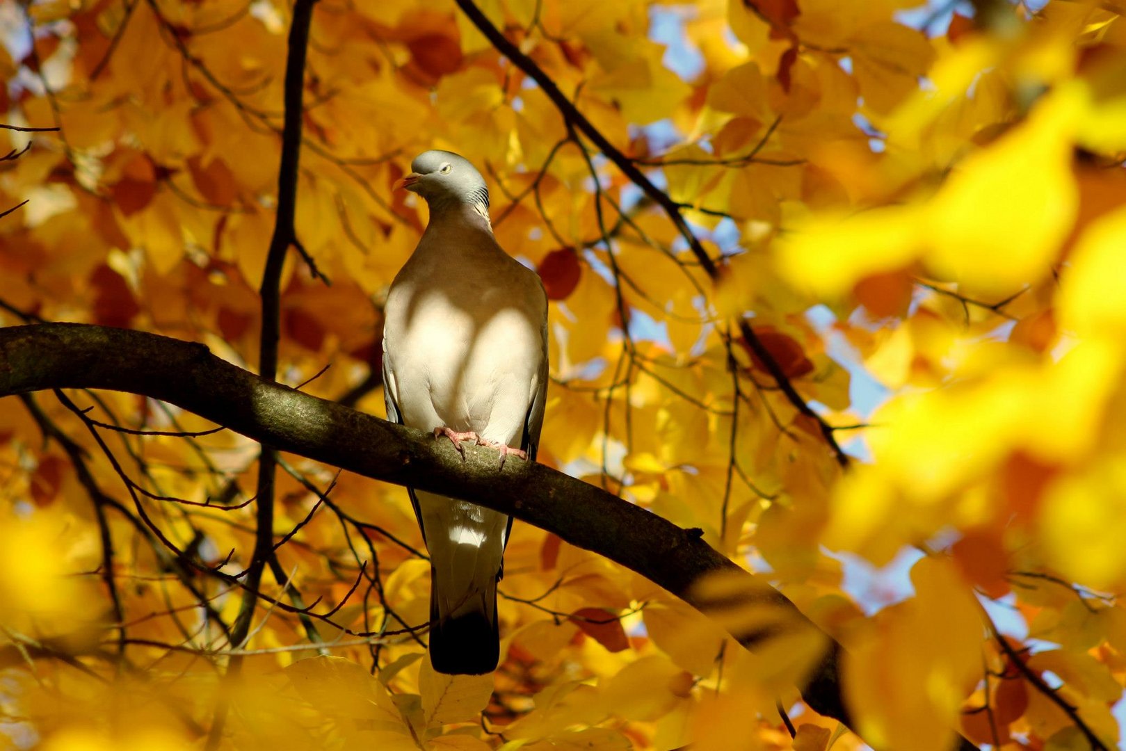 ...Die Herbstsonne genießen....