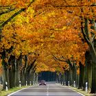 Die Herbstsonne läßt Farben "leuchten".