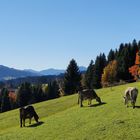 Die Herbstsonne wärmt Mensch und Tier.  