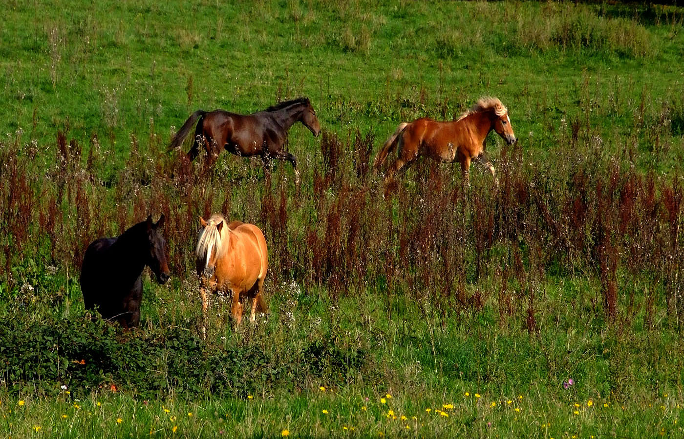 Die Herbstspiele der Pferde ...