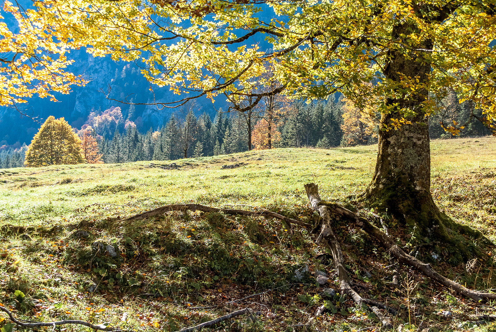 die herbstsymphonie...