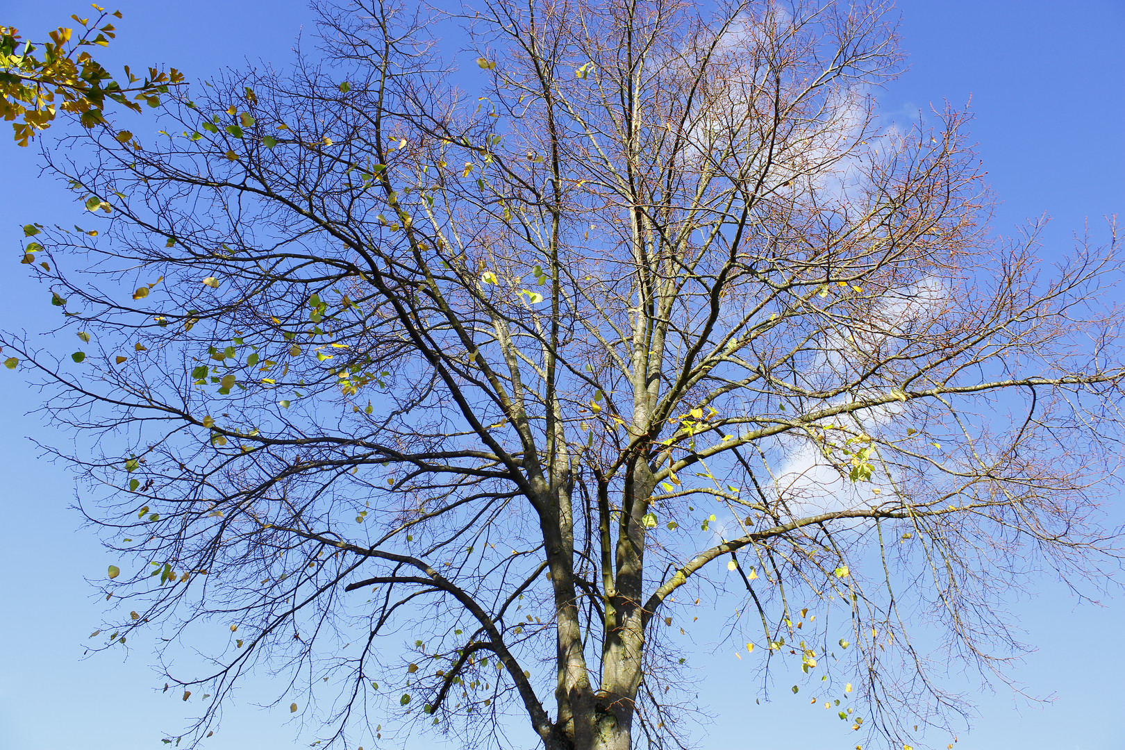 Die Herbsttradition bei den Bäumen