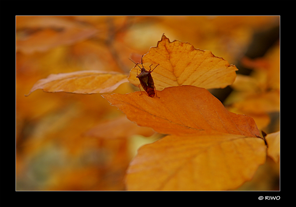 die Herbstwanze.....:-))