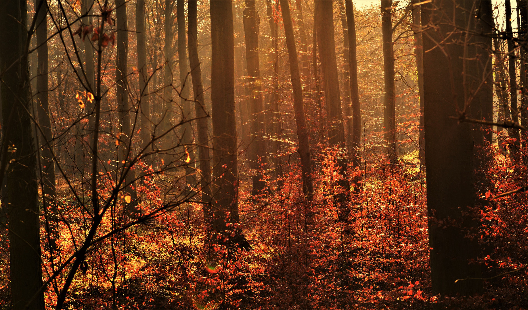 Die Herbstzeit