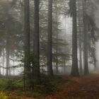 Die Herbstzeit im Spessart...