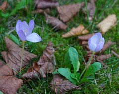 Die Herbstzeit ist lose