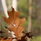 Die Herbstzeit nagt am Blatt