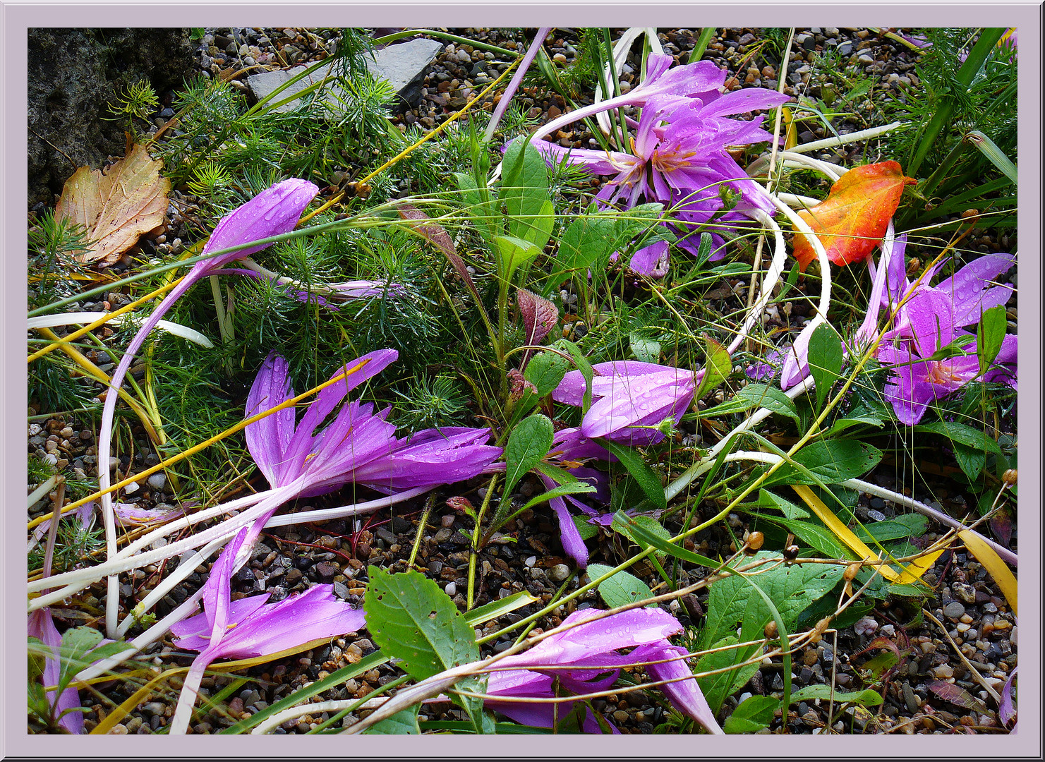 Die herbstzeitlose Zeit....