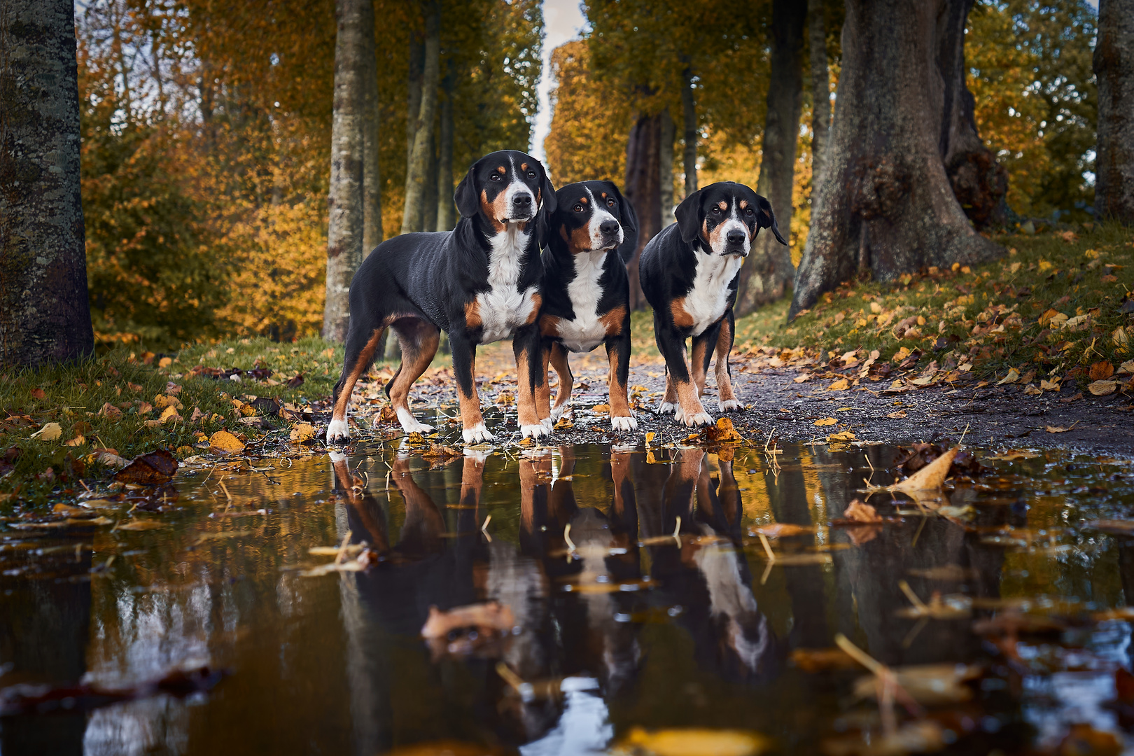 Die Herbstzeitlosen