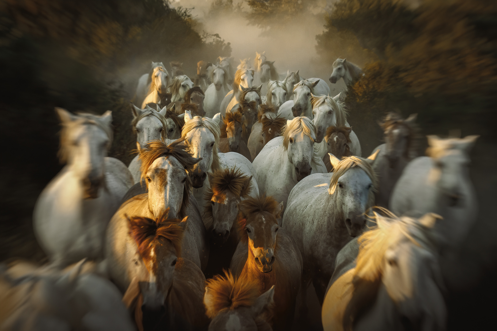 ***Die Herde*** Foto & Bild tiere, wildlife, wildlife sonstige tiere