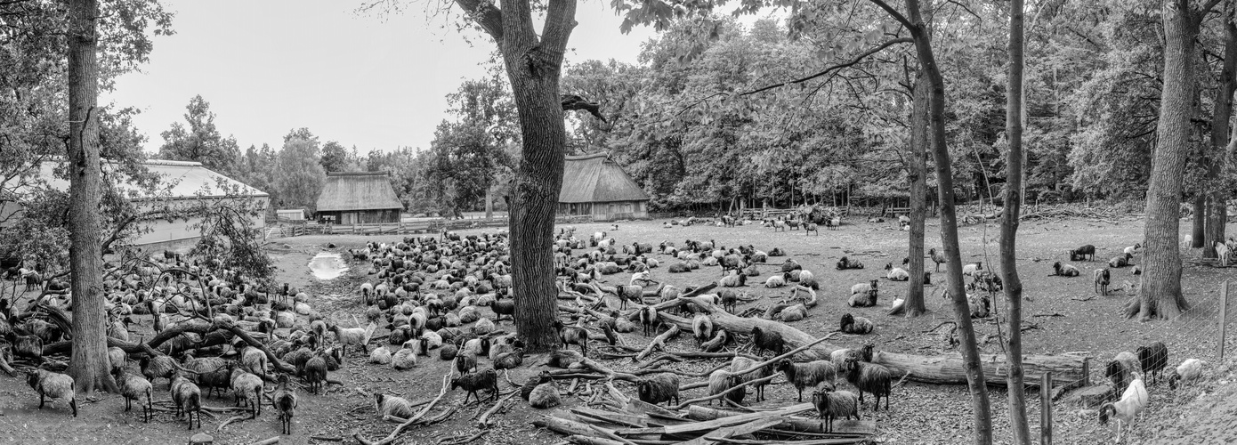 Die Herde Foto & Bild spezial, schafe, lüneburger heide Bilder auf