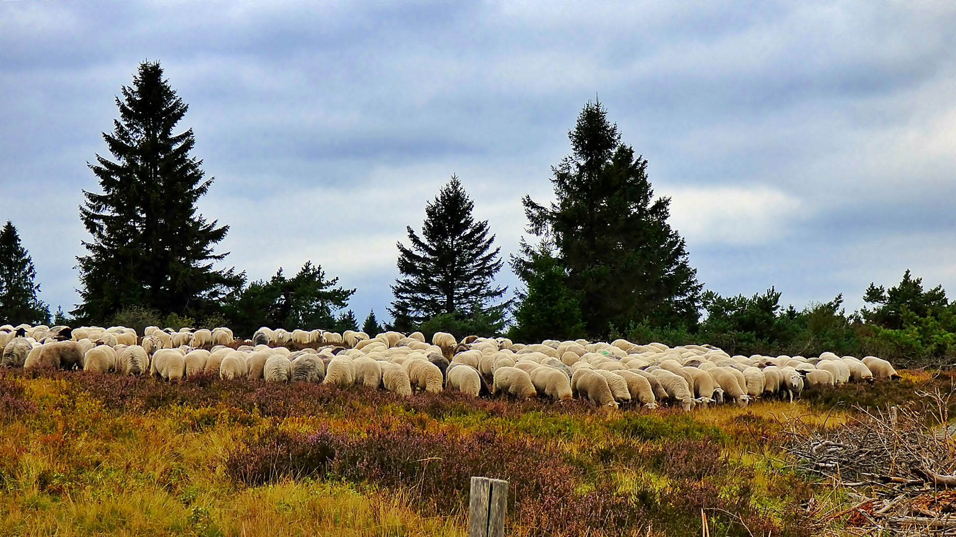 Die Herde . . . Foto & Bild | tiere, landschaft, heide Bilder auf ...