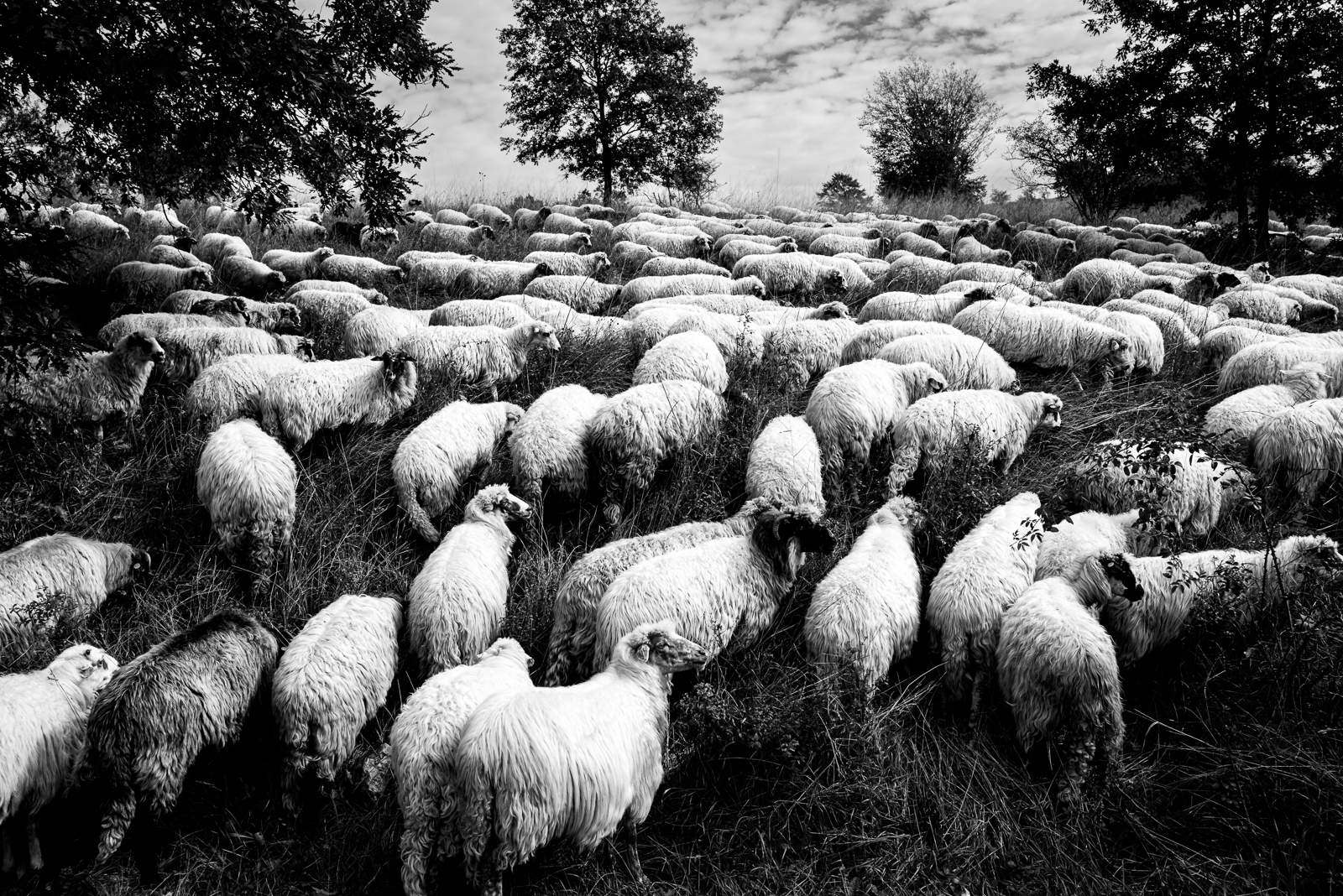 Die Herde Foto & Bild europe, balkans, tiere Bilder auf