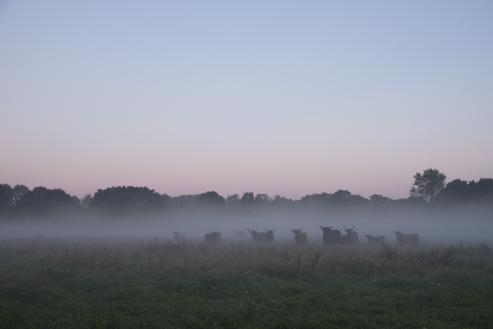 Die Herde im Nebel