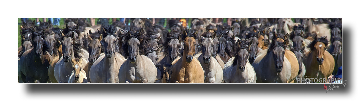 Die Herde _ OK_4A04883r_1800