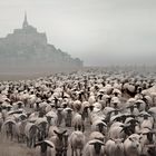 Die Herde vom Mont Saint Michel