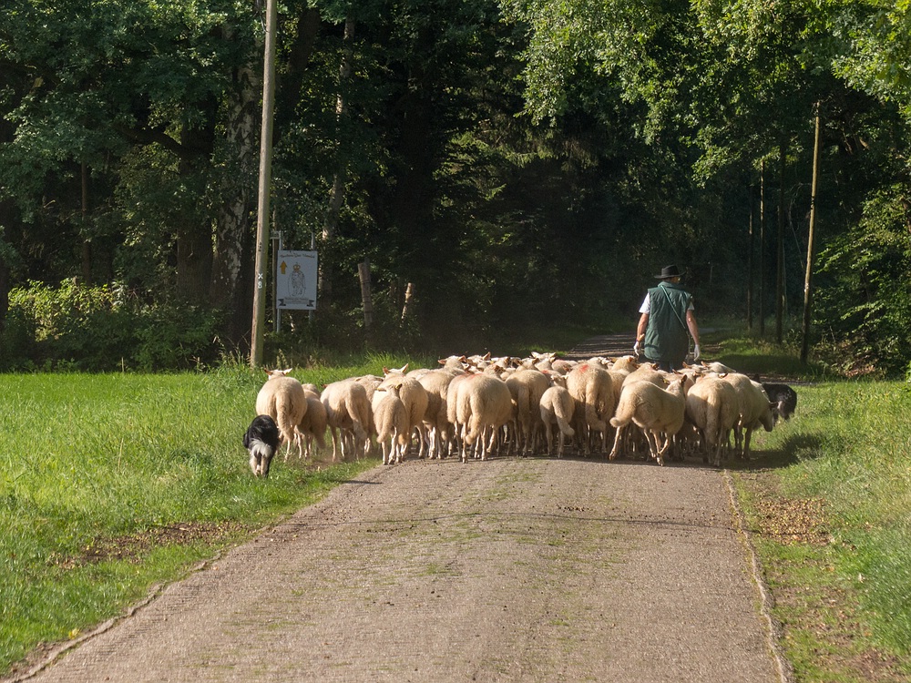 Die Herde zieht weiter