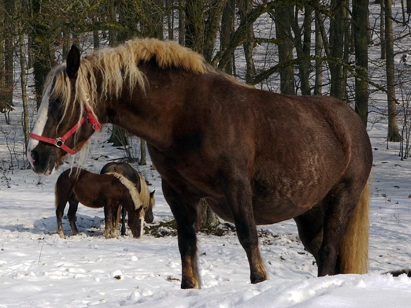 Die Herdenchefin: Schwarzwälder Füchse