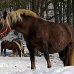 Die Herdenchefin: Schwarzwälder Füchse