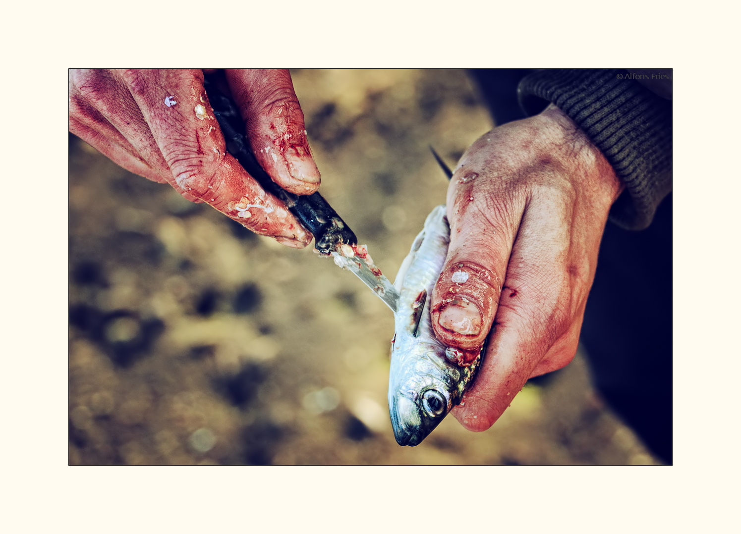 Die Heringsaison hat für die Angler heuer etwas früher begonnen