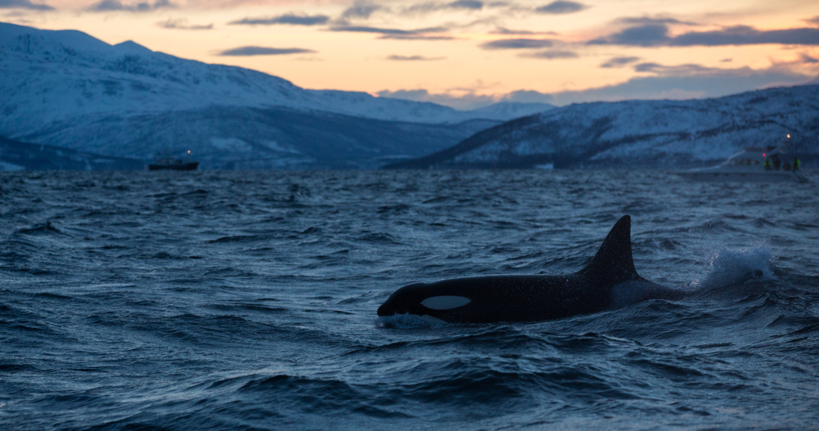 Die Heringsjagd der Orcas