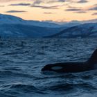 Die Heringsjagd der Orcas