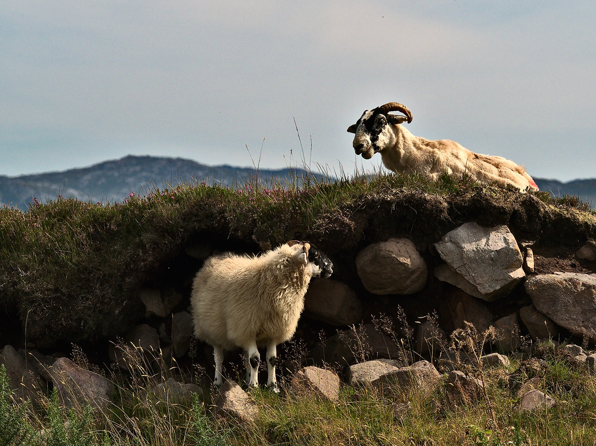 Die Herren der Highlands