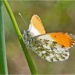 Die Herren des Aurorafalters (Anthocharis cardamines) . . .